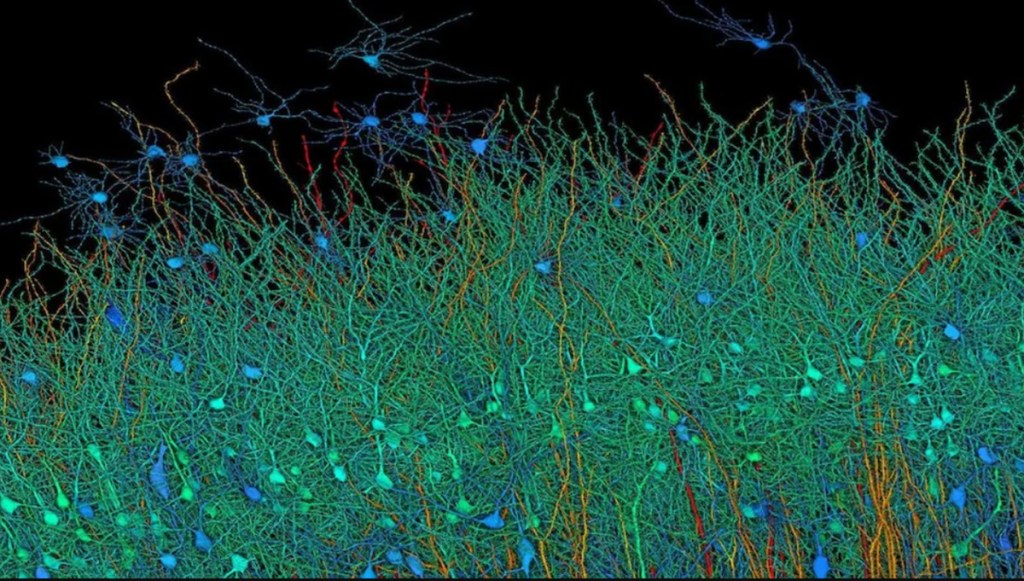 Harvard dan Google Sukses Ciptakan Peta Otak Manusia Paling Detail dengan Bantuan&nbsp;AI